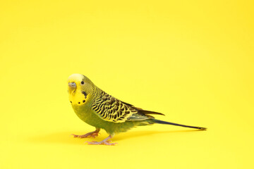 Wall Mural - Beautiful bright parrot on yellow background. Exotic pet