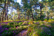Heather flowers on the hill off the High plains rock. Fontainebleau forest