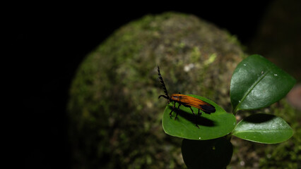 bug on a leaf