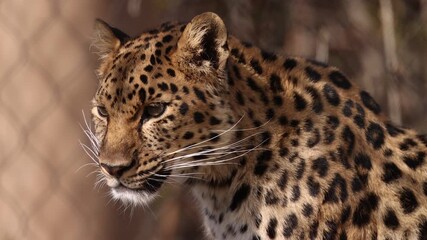 leopard wakes up in morning sun and looks around.