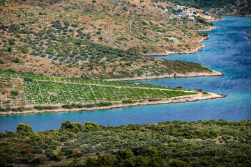 Canvas Print - Wonderful landscape of Primosten with beautiful, stone vineyards and olive plantations next to the turquoise adriatic sea, Croatia