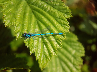 Poster - Damselfly dragonfly on leaf summer