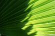© khmel - Green texture of banana palm tree leaf. Shadow on palm leaves. Nature background. Green texture of palm tree leaf. Nature background.