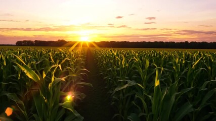 Poster - Beautiful Corn Field at Sunset With Vibrant Green Stalks Generative AI