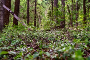 Sticker - Scenic forest landscape in San Juan National Forest, Colorado with lush green trees