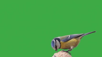 Poster - blue tit pecking food on a green screen, slow motion