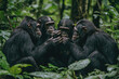 © Kitta - A group of chimpanzees engage in grooming, showcasing their close social bonds in a vibrant, lush green forest environment filled with life.