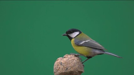 Poster - Great tit pecking food on a green screen,