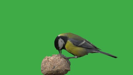 Canvas Print - Great tits pecking food on a green screen,