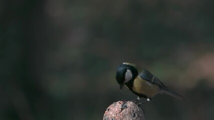 Sticker - Great tit pecking at food against a blurred background slow motion