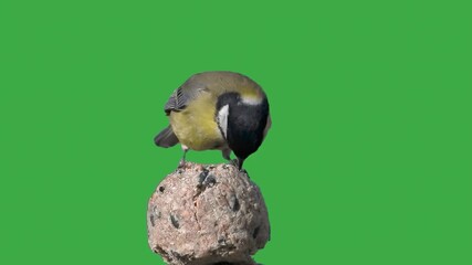 Canvas Print - Great tit pecking food on a green screen, slow motion