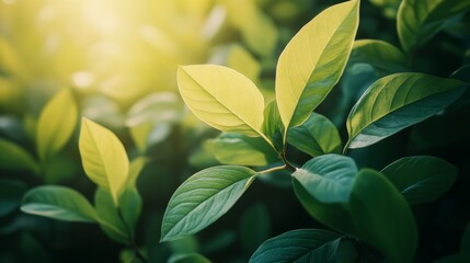 Sticker - Sunlit Green Leaves in a Lush Forest - Close-up of vibrant green leaves bathed in sunlight, symbolizing nature, growth, freshness, new beginnings, and life.