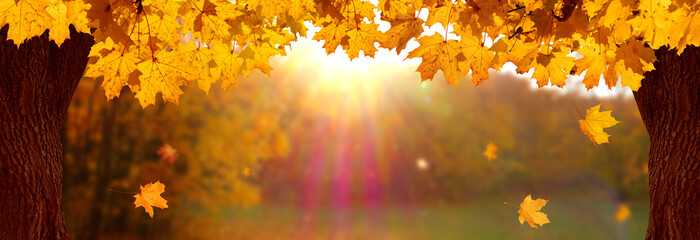 Wall Mural - panoramic view colorful forest in fall season. beautiful autumn landscape with golden trees