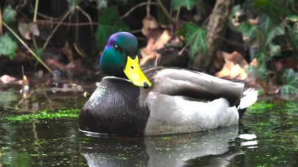 Wall Mural - beautiful male mallard on the water, slow motion