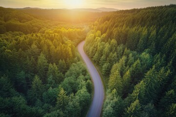 Wall Mural - Serene Forest Road at Sunset