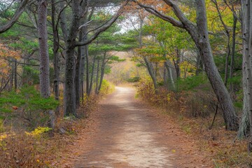 Poster - A tranquil forest path surrounded by autumn foliage, with sunlight illuminating the trail ahead.