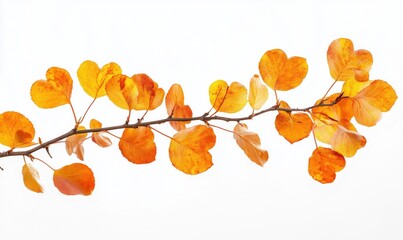 Wall Mural - a branch with orange leaves and a white background