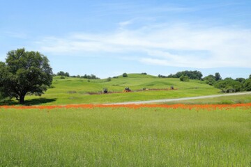 Lush meadow with wildflowers and a distant tree under a bright blue sky, capturing serene nature and rural tranquility.