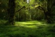 © KumCup - A serene green forest with lush vegetation and towering ancient trees bathed in dappled sunlight.