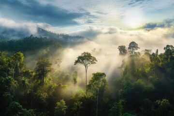 Wall Mural - Misty Forest Sunrise