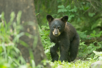 black bear, ursus americanus, cub in wild, in minnesota,