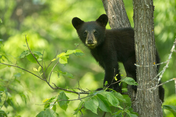 black bear, ursus americanus, cub in wild, in minnesota,
