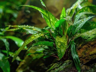 Wall Mural - A vibrant green plant in a damp environment, with water droplets on the leaves, suggesting recent rain.