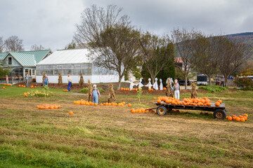 Deserted pumpink patch in a farm under storm clouds in autumn