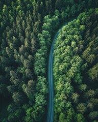 Wall Mural - A winding road cuts through a dense forest. Aerial perspective highlights the lush greenery.