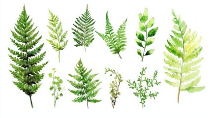 Wall Mural - delicate watercolor collection of ferns and moss on white background