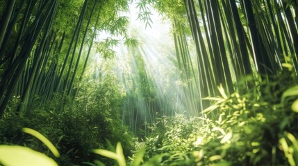 Poster - Sunlit Bamboo Forest