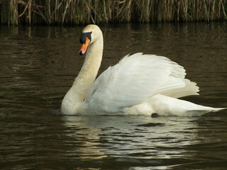 Wall Mural - Cruisng Mute Swan 3