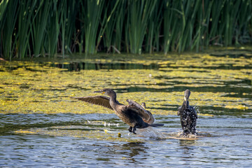 Sticker - Close up of a Cormorant taking off from lake surface with wings spread