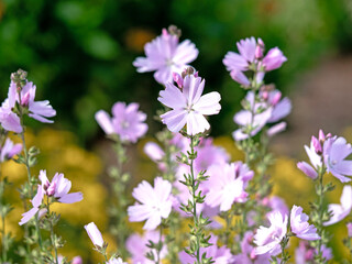 Wall Mural - Pink prairie mallow flowers, Sidalcea Elsie Heugh