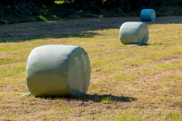 Wall Mural - Agriculture concept, Freshly mown grassland wrapped hay bales with plastic on green meadow, Harvest straw bales on Dutch polder, Livestock in the farm in summer, Countryside landscape in Netherlands.