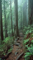 Wall Mural - Mystical Forest Path.