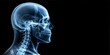 © Bounpaseuth - X-ray image of human skull and neck on dark background, with copy space, with empty space, no text, no word, no character, --no logo --no letters --no text, no watermark, --no words