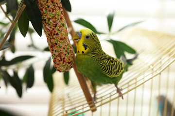 Poster - Pet parrot. Beautiful budgerigar eating bird treat on cage indoors