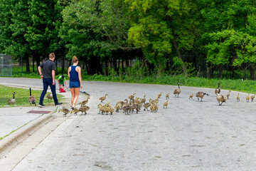 Poster - A flock of gosling on the road,
they are not afraid of people walking around