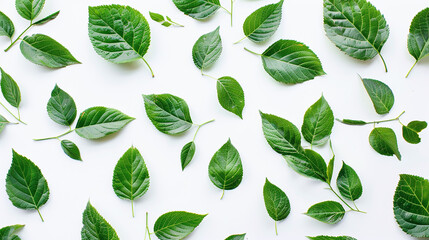 green leaves on white background