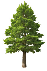 Wall Mural - tree on transparent background, realistic tree green leaf isolate die cut png file