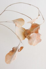 Wall Mural - Dried Eucalyptus leaves top view on light beige background . Minimal floral card, botanical fine art poster