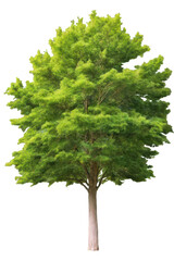 Wall Mural - tree on transparent background, realistic tree green leaf isolate die cut png file