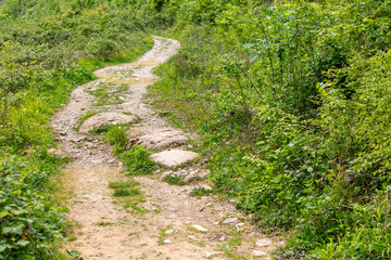 Poster - Dirt road in the forest in nature in summer