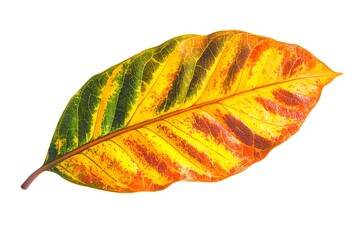 Wall Mural - Vibrant Autumn Leaf