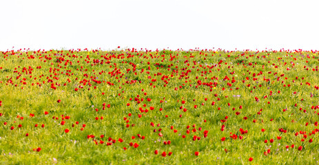 Sticker - Field with red tulips in the steppe in spring as a background.