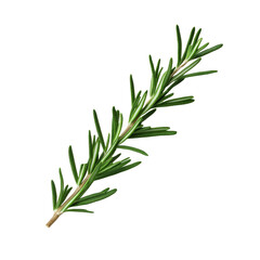 Wall Mural - Fresh rosemary herb sprig isolated on black background.