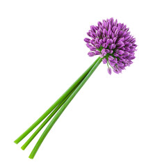 Wall Mural - Purple chive flower isolated on a transparent background.