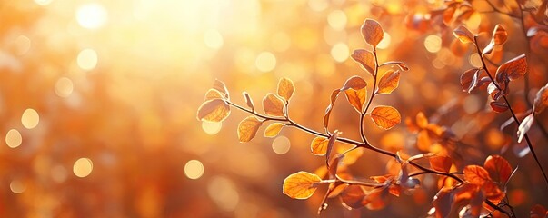 Poster - Soft sunlight filters through autumn leaves, creating a warm and inviting atmosphere perfect for seasonal imagery.