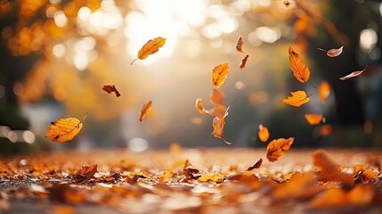 Poster - Scenic autumn leaves gently falling in soft sunlight, creating a warm and tranquil atmosphere of the fall season.